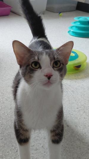 Nash, adult, available for adoption