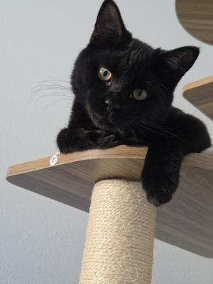 Clyde @ The Cat's Brew, young, available for adoption