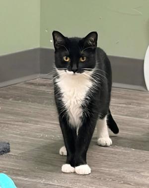 A black and white cat with yellow eyes standing on a wooden floor.