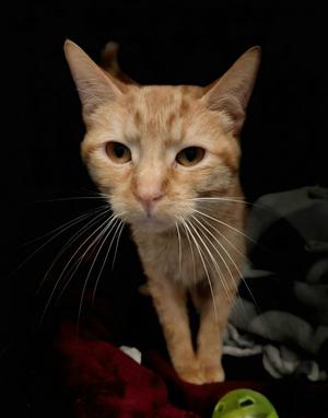 A close-up of a ginger cat with long white whiskers, standing on a red surface with a green object in the foreground.