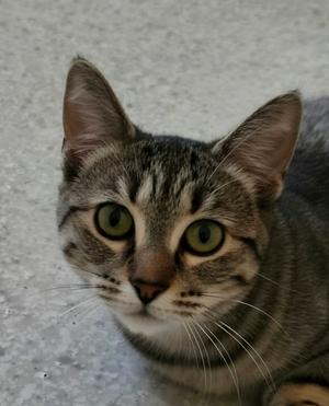 Samantha @ The Cat's Brew, young, available for adoption