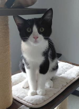 A black and white cat sitting on a cat tree platform.