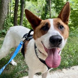 Corey, Mixed Breed, adult, available for adoption