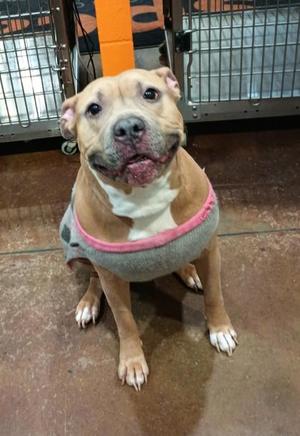 Bambi, Mixed Breed, adult, available for adoption