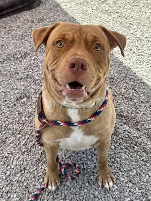 Boy Boy, Terrier / Mixed Breed, adult, available for adoption