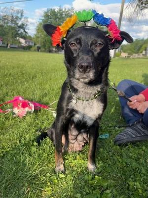Danilynn aka Dani, Australian Kelpie / Mixed Breed, adult, available for adoption
