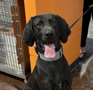 Buddy, German Shorthaired Pointer / Mixed Breed, adult, available for adoption