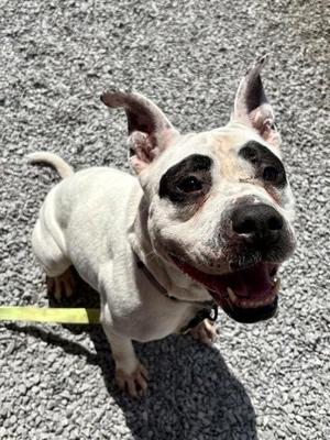 Eve, Mixed Breed, adult, available for adoption