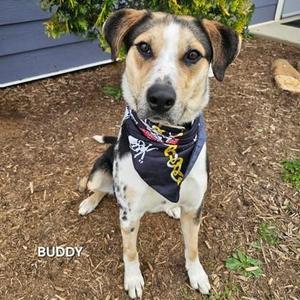A dog wearing a bandana with a pirate design, standing on a dirt ground with greenery in the background.
