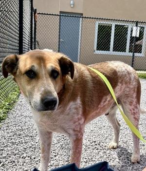 Bindi, Mixed Breed, adult, available for adoption