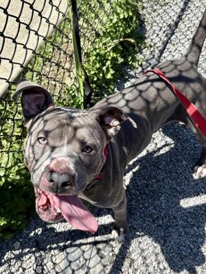 Angel, Pit Bull Terrier / Mixed Breed, adult, available for adoption