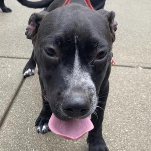 Finny, Mixed Breed, puppy, available for adoption