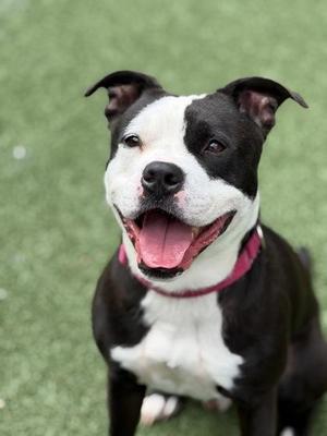 Draco, Mixed Breed, adult, available for adoption