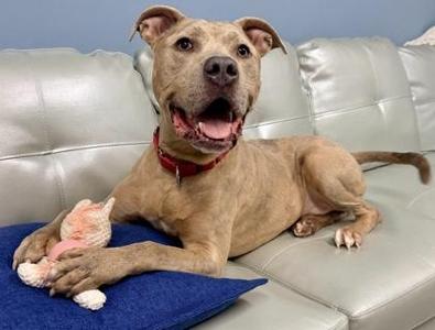 Cole, Mixed Breed, adult, available for adoption