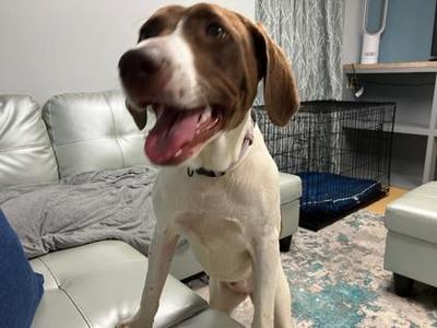 Brownie, Mixed Breed, young, available for adoption
