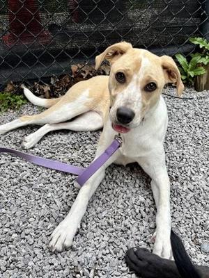Gypsy, Mixed Breed, adult, available for adoption
