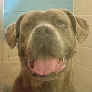 a brown dog with floppy ears and a pink tongue sticking out, looking through a glass window