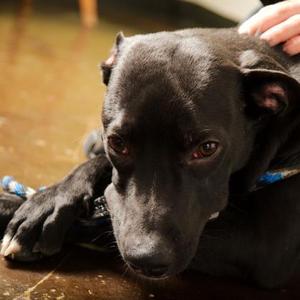 Clarence, Mixed Breed, adult, available for adoption