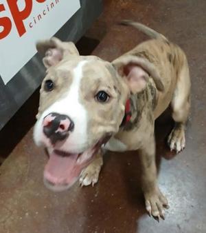 Bunjee, Pit Bull Terrier / Mixed Breed, puppy, available for adoption