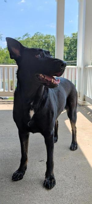 Baylynn, Shepherd / Mixed Breed, adult, available for adoption