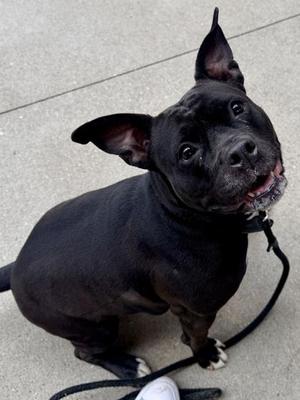 Glitter, Mixed Breed, adult, available for adoption