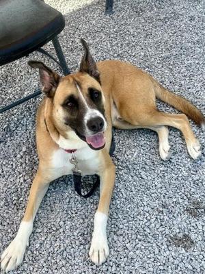 Ace, German Shepherd Dog / Mixed Breed, adult, available for adoption