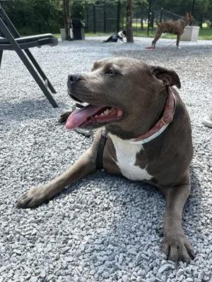 Baby Girl, Mixed Breed, adult, available for adoption