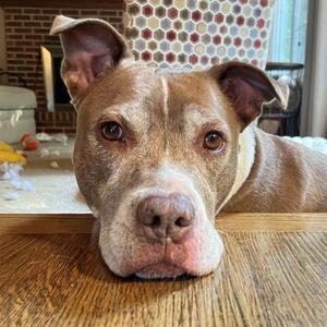 Buzz Lightyear, Mixed Breed, adult, available for adoption
