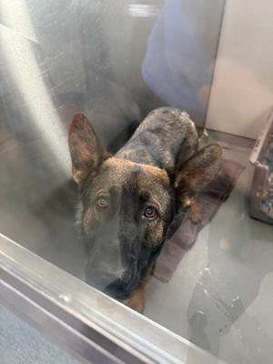 A German Shepherd dog looking through a glass enclosure.