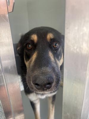 Dory, Mixed Breed, adult, available for adoption