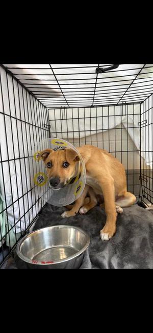 Crimson, Mixed Breed, puppy, available for adoption