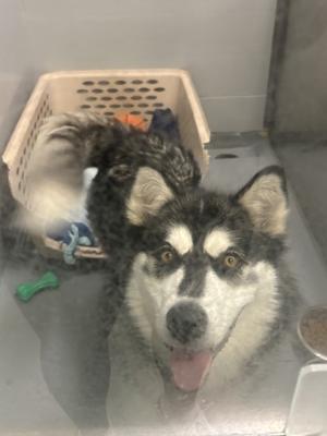 A husky dog with a black and white coat, sitting in a cage with a green toy and a basket in the background.