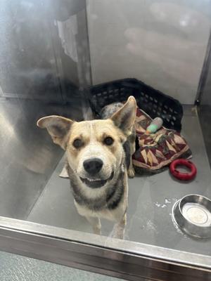 A dog with a light brown and black coat is sitting in a kennel, looking up at the camera. The dog has a white muzzle and a black nose. In the background, there is a black basket with a patterned blanket and a red ring. A metal bowl is visible on the floor of the kennel.