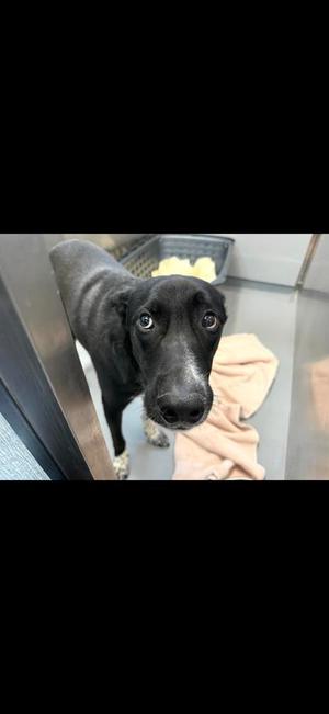 Ketchup, Mixed Breed, young, available for adoption