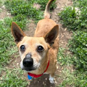 Bellamy, Chihuahua, senior, available for adoption