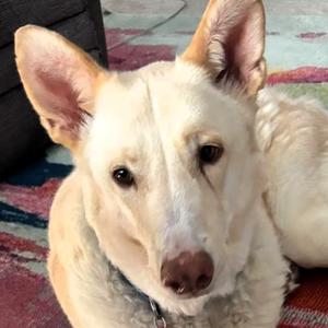 Ferret, Shepherd, senior, available for adoption