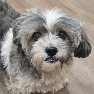 A close-up photograph of a small, fluffy dog with gray and white fur looking directly at the camera.