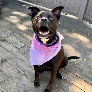 Diamond, Terrier, Pit Bull, adult, available for adoption