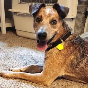 Cooper, American Blue Heeler, adult, available for adoption