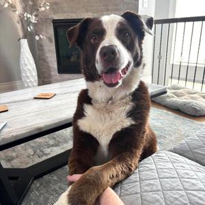 Howard, Mixed Breed (Large), senior, available for adoption