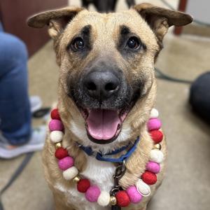 Bob, Shepherd, adult, available for adoption