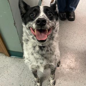 Bentley, Cattle Dog, Australian (Blue Heeler), senior, available for adoption