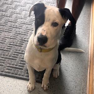 Amos, Mixed Breed (Large), adult, available for adoption