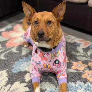 Harley, Shepherd, German, adult, available for adoption