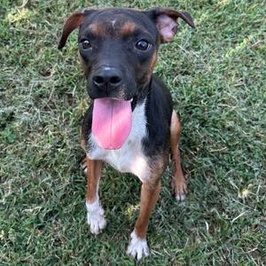 A brown and black dog with a pink tongue sticking out, standing on grass.