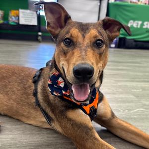 Edison, Mixed Breed (Medium), adult, available for adoption