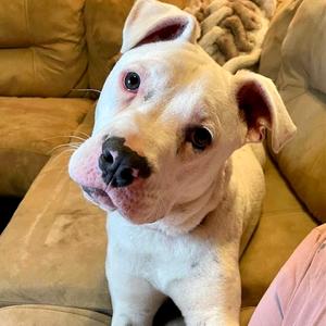 Dia, Terrier, American Pit Bull, adult, available for adoption