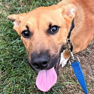 Alfie, Black Mouth Cur, adult, available for adoption