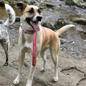 A happy dog with a pink leash standing on rocks near a stream.