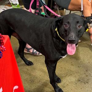 Charlie, Retriever, Labrador, adult, available for adoption